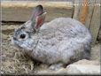 big female gray rabbit