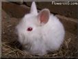 baby white rabbit