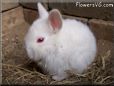 baby white rabbit