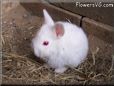baby white rabbit