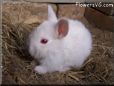 baby white rabbit