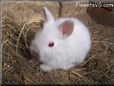 baby white rabbit