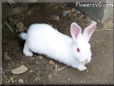 baby white rabbit