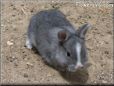 grey baby rabbit