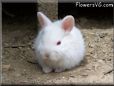 baby white rabbit