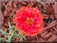 red portulaca flower