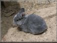 grey baby rabbit