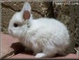 white baby bunny