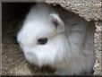 white baby bunny