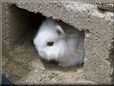 white baby bunny