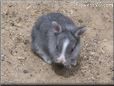 grey baby rabbit