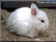 white baby bunny