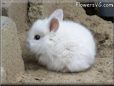 white baby bunny