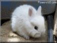 white baby bunny