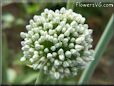 onion Blossom