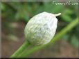 onion Blossom