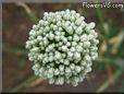 onion Blossom