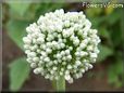 onion Blossom