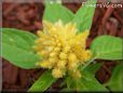 yellow celosia