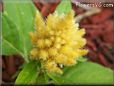 yellow celosia