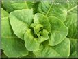 small head lettuce