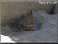 brown rabbit