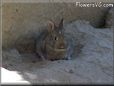 brown rabbit