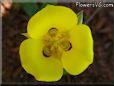 wild yellow iris picture