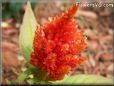 light red celosia pictures