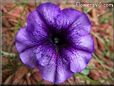 petunia flower