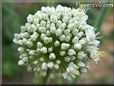 onion Blossom
