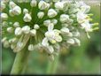 onion Blossom