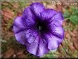petunia flower