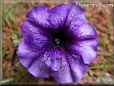 light purple petunia picture