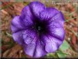 petunia flower