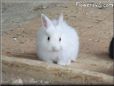 white bunny