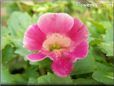 pink mimulus flower
