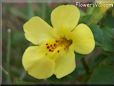 yellow monkey flower