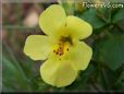 yellow mimulus flower