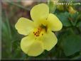 mimulus flower