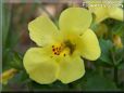 mimulus flower