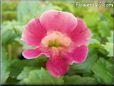 pink mimulus flower