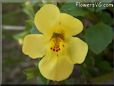 mimulus flower