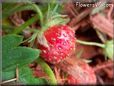 small red strawberry