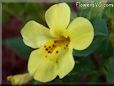 mimulus flower