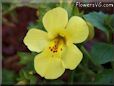 mimulus flower