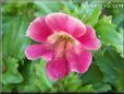 pink mimulus flower