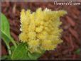yellow celosia