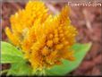 celosia flower