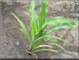corn seedling